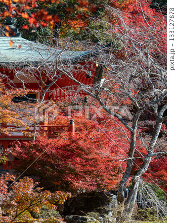 醍醐寺の紅葉 133127878
