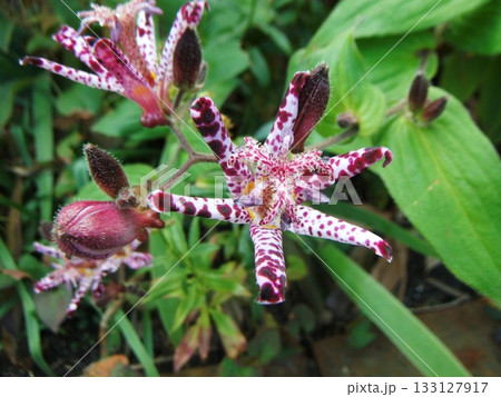 白と赤紫のまだらなホトトギスの花 133127917