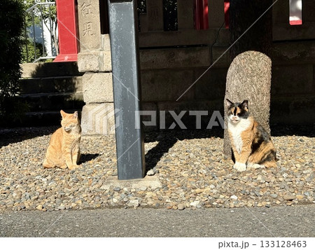 猫のお見合い 133128463