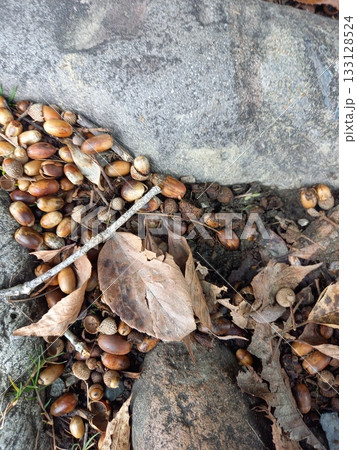 大量のどんくりたち 大量のどんくりたち 133128524