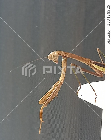 見られてる！カマキリに 133128525