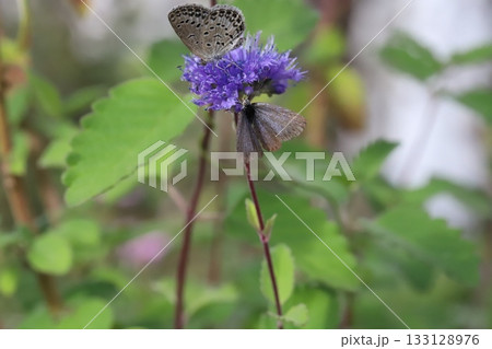 秋の庭に咲く紫色のダンギクの蜜を吸う2匹のヤマトシジミ蝶 133128976