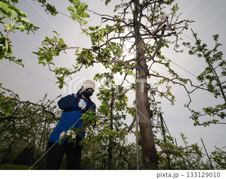 りんご摘花作業をする農家(逆光) りんご摘花作業をする農家(逆光) 133129010