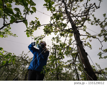 りんご摘花作業をする農家（逆光） 133129012