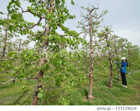 高密植栽培のりんご園で摘花をする農家 高密植栽培のりんご園で摘花をする農家 133129029