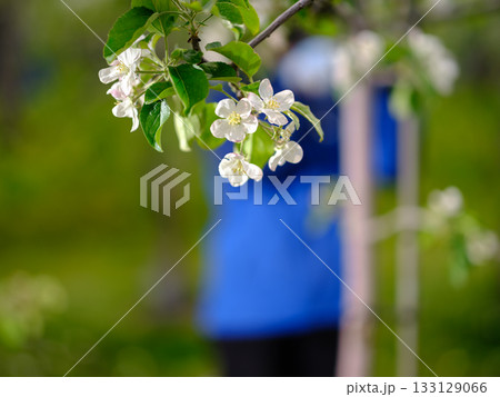 りんごの摘花作業 - クローズアップ 133129066