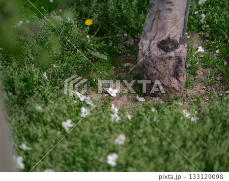 リンゴ園で摘花したりんごの花びら リンゴ園で摘花したりんごの花びら 133129098