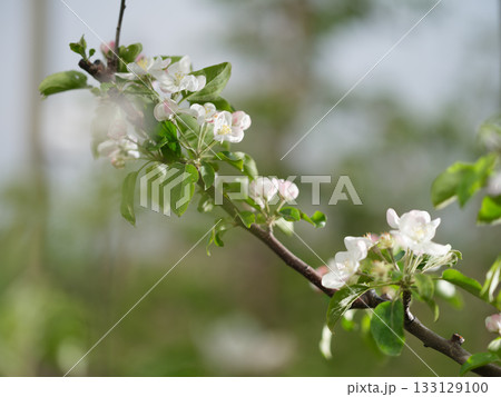 リンゴ園で摘花したりんごの花びら 133129100