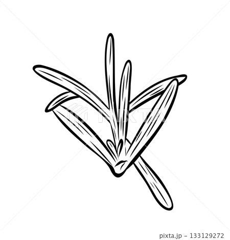 Monochrome botanical fragrant herb drawing of rosemary plant isolated on white background. Graphic hand drawn ink vector 133129272