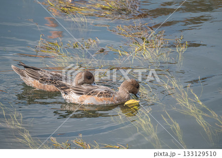 水草を食べるヒドリガモ（メス）　琵琶湖疏水　京都市 133129510