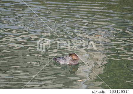 水に浮かびながら居眠りするホシハジロ（メス） 133129514