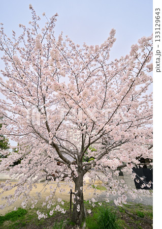 公園の1本桜 公園の1本桜 133129643