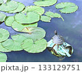 甲羅干しをする亀 133129751