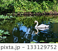 水面で泳ぐ白鳥 133129752