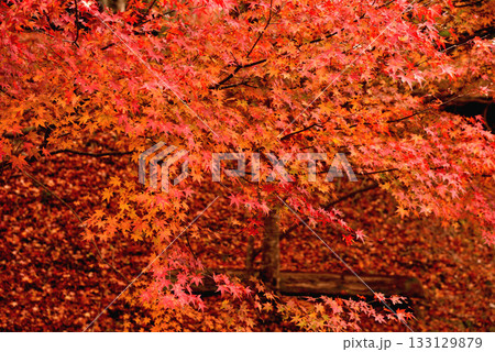 紅葉見頃の豊田タカドヤ湿地 133129879