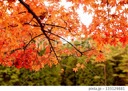 紅葉見頃の豊田タカドヤ湿地 133129881