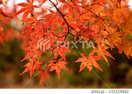 紅葉見頃の豊田タカドヤ湿地 133129882
