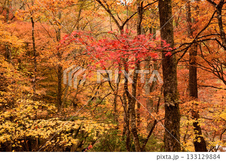 紅葉見頃の豊田タカドヤ湿地 133129884