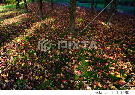 秋深まる 133130906