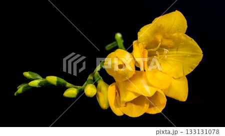 Vibrant Yellow Freesia Flowers and Buds on Black Backdrop 133131078