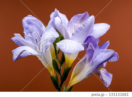 Soft Lavender Freesia Flowers and Buds on Warm Brown Background Soft Lavender Freesia Flowers and Buds on Warm Brown Background 133131081