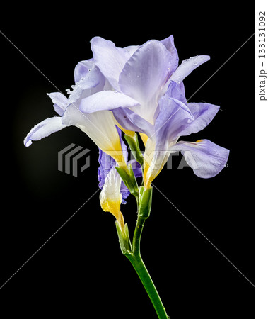 Delicate Purple Freesia Flowers with Water Drops on Black Delicate Purple Freesia Flowers with Water Drops on Black 133131092