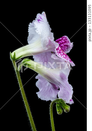 Purple and White Streptocarpus Flower Close-Up 133131095