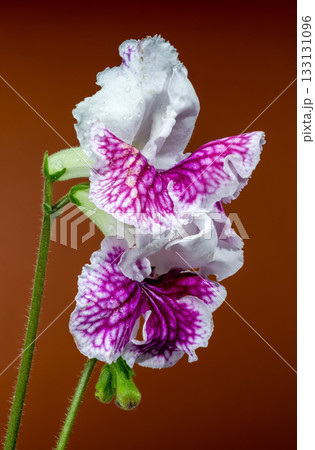 Close-up of Purple and White Streptocarpus Blooms Against an Orange Background 133131096