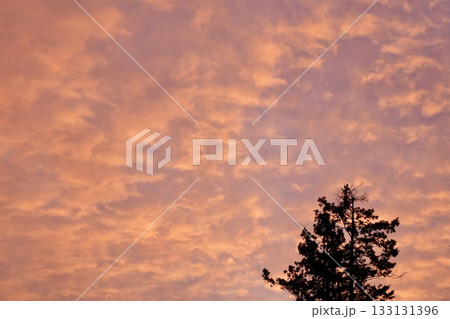 美しい夕焼け空に映える木 美しい夕焼け空に映える木 133131396