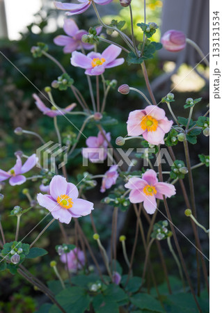 庭の奇麗な花 133131534