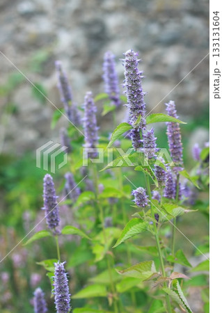 Agastache foeniculum, also called giant hyssop, Indian mint or blue licorice. Agastache foeniculum, also called giant hyssop, Indian mint or blue licorice. 133131604