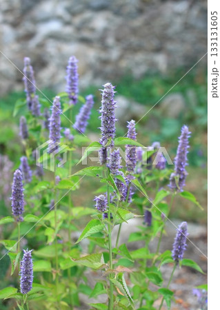 Agastache foeniculum, also called giant hyssop, Indian mint or blue licorice. Agastache foeniculum, also called giant hyssop, Indian mint or blue licorice. 133131605