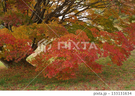 Colorful maple tree 広大な庭園で紅葉の色づき始めた大楓(根本の落葉のズーム撮影) 133131634