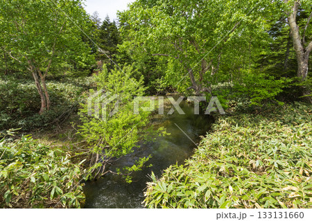 初夏の尾瀬沼　沼尻の取水口　尾瀬ヶ原側 133131660