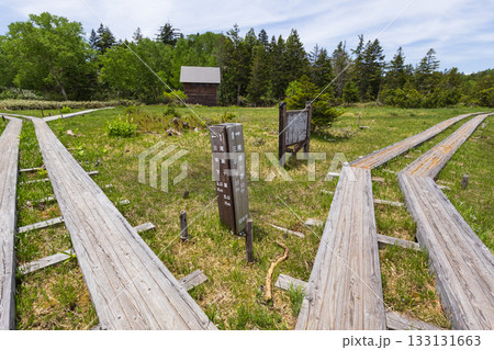 初夏の尾瀬沼　沼尻の分岐 133131663