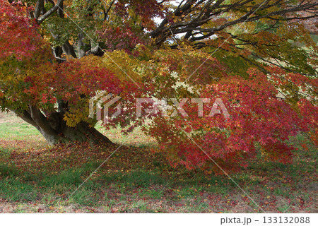 Colorful maple tree 広大な庭園で紅葉の色づき始めた大楓(根本の落葉のズーム撮影) Colorful maple tree 広大な庭園で紅葉の色づき始めた大楓(根本の落葉のズーム撮影) 133132088