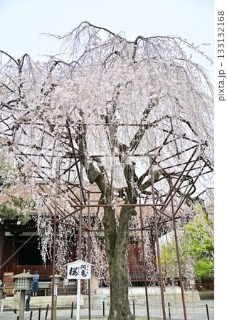千本釈迦堂の桜　2024年4月 133132168