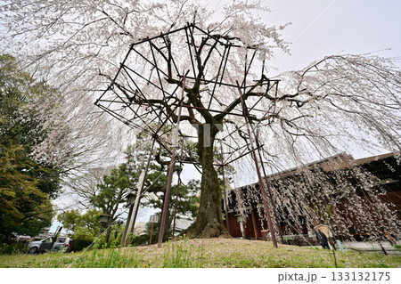 千本釈迦堂の桜　2024年4月 133132175