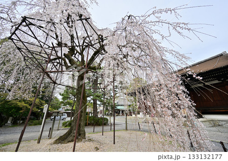 千本釈迦堂の桜　2024年4月 133132177