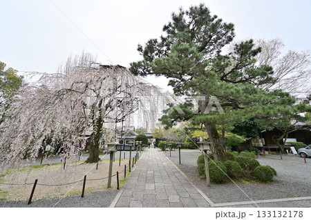 千本釈迦堂の桜　2024年4月 133132178