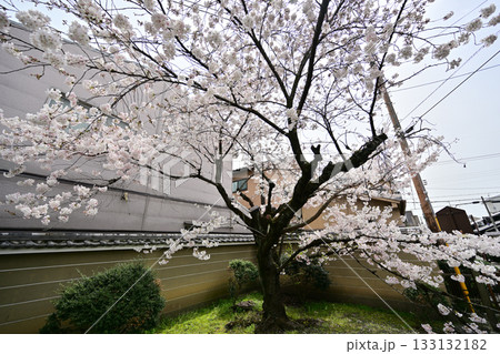 千本釈迦堂の桜　2024年4月 133132182