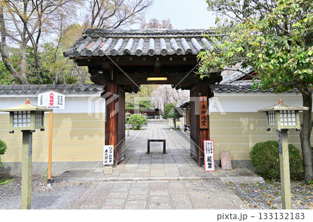 千本釈迦堂の桜　2024年4月 133132183