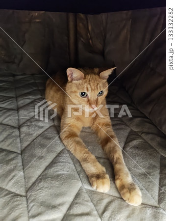 コタツで横になる猫 コタツで横になる猫 133132282