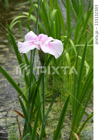 花菖蒲・水無月園 花菖蒲・水無月園 133132303