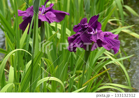 勇将・花菖蒲 133132312