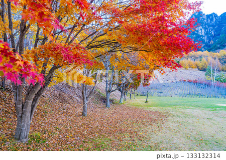 【山梨県】秋の瑞牆山（みずがき山）自然公園の夜明け 133132314