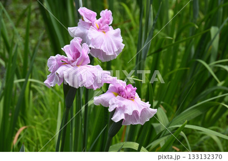 花菖蒲・水無月園 133132370