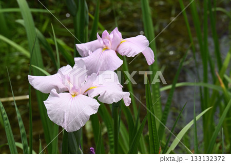 花菖蒲・水無月園 花菖蒲・水無月園 133132372