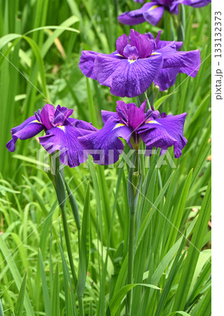 花菖蒲・水無月園 花菖蒲・水無月園 133132373