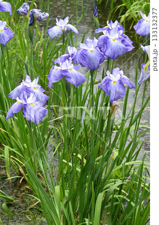 花菖蒲・水無月園 花菖蒲・水無月園 133132377